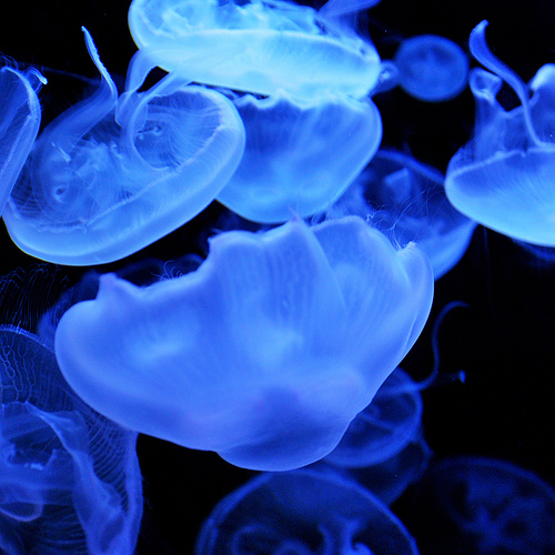 jellyfish wallpaper. (Blue Jellyfish by Maaco.