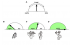 Figure 1 Schematic of the clock model as proposed by Thorogood (1991). (A) The bold arrow represents the timing of the AER-to-AF transition in the developmental process. (B-D) Hypothesized representations of fin/limb development in the clock model (above) with endochondral skeletal patterns of the fin/limb (below,). (B) Fin development in a teleost, demonstrating a short period of time with AER signaling prior to the AER-to-AF transition.   (C) Fin development in lobe-finned fishes, showing a longer relative time with AER signaling prior to AF transformation. (D) Limb development in a tetrapod, in which AER signaling persists throughout limb development. Figure modified from Yano et al. [3]; based on Thorogood [2]; with fossil form representations in C-D from Long et al. [4].