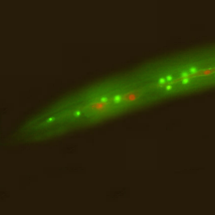 A day in the life of a C. elegans lab - the Node