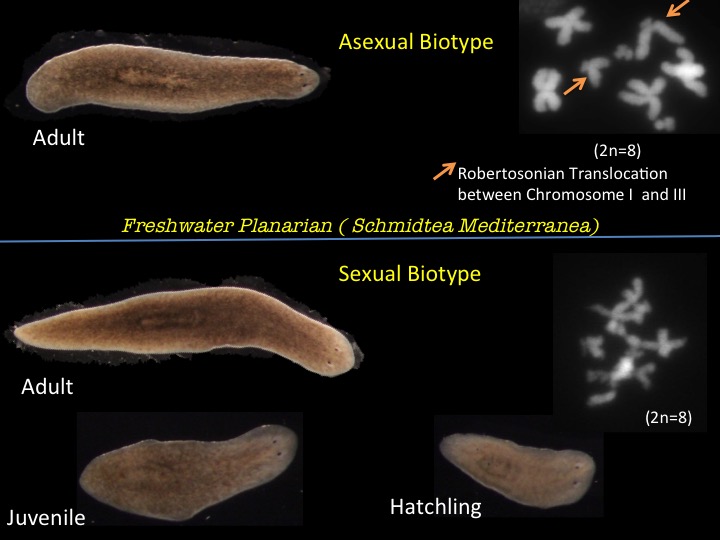 A Day In The Life Of A Planarian Lab The Node