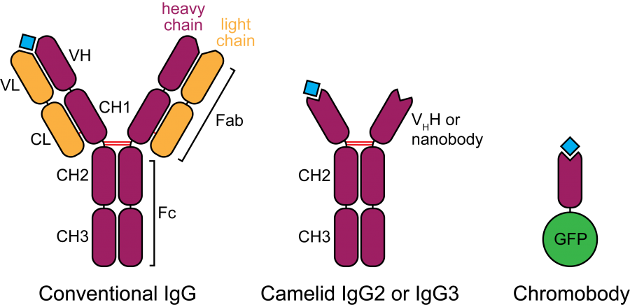 Camelid Antibodies Go Fishing - The Node