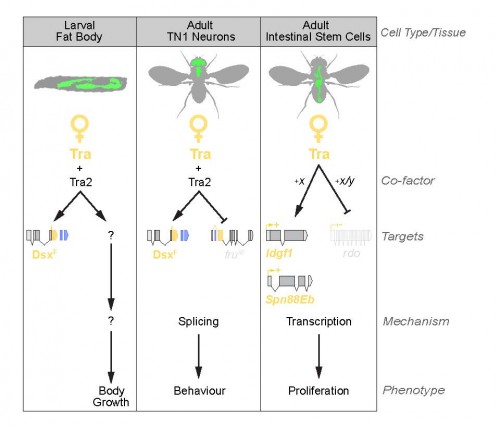 New Insights Into Sex Differences In Drosophila Development And 8234