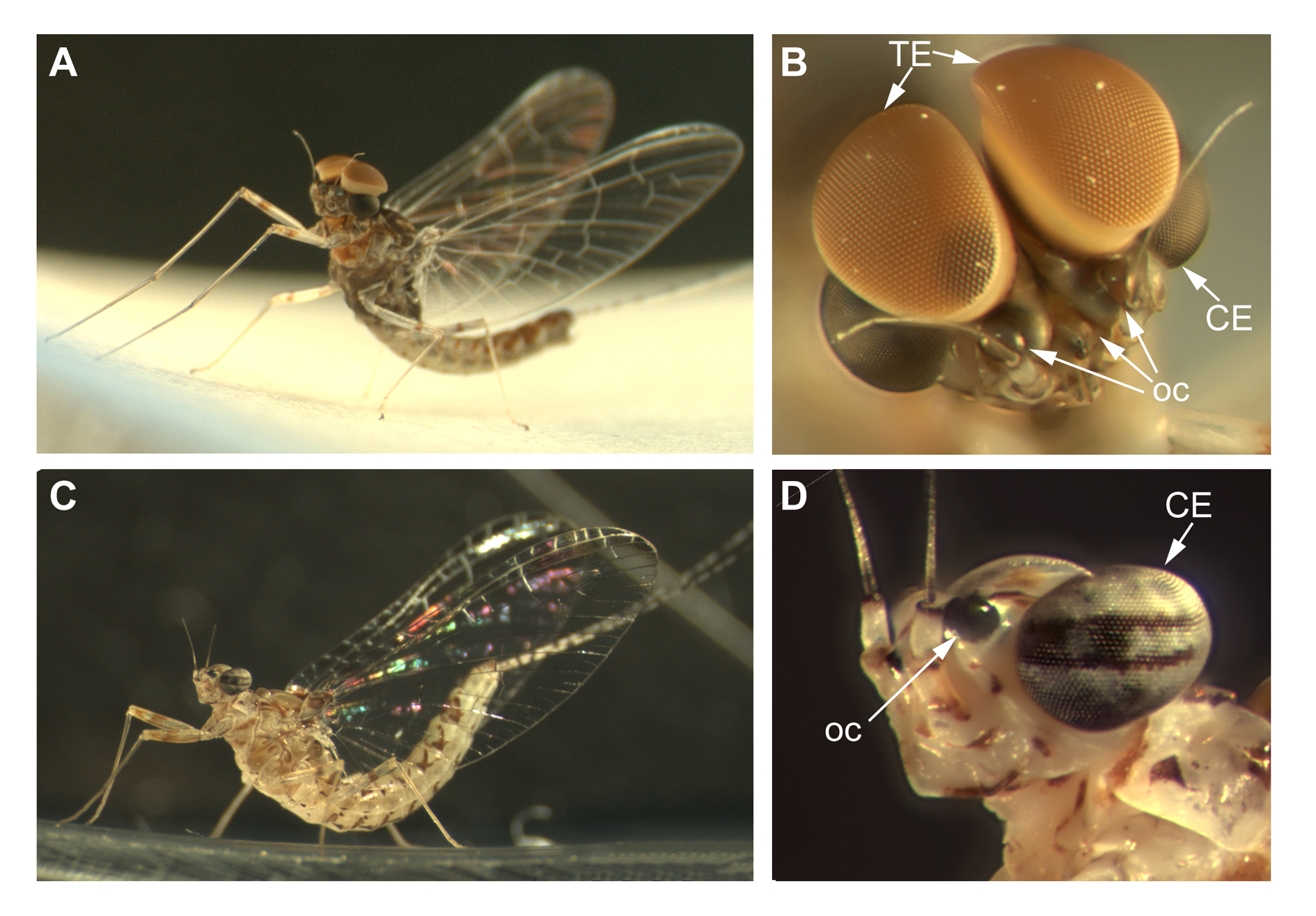 A Day In The Life Of A Mayfly Lab - The Node