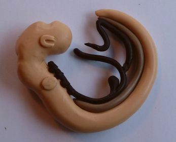 Neural tube with foregut etc added