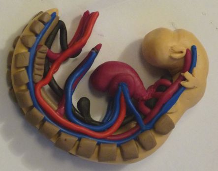 Completed embryo model