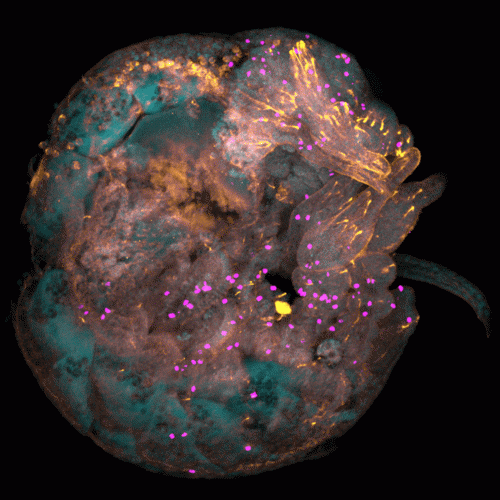 Stained Whale Louse Embryo