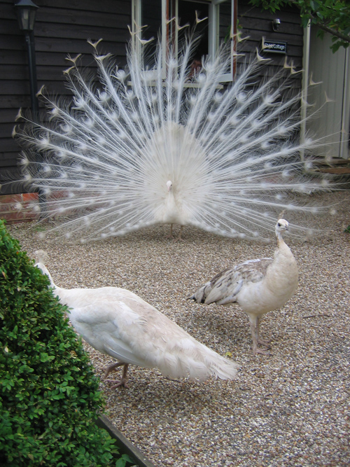 white peacock wing feathers