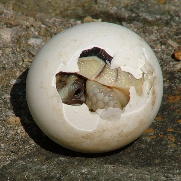 Tortoise hatchling
