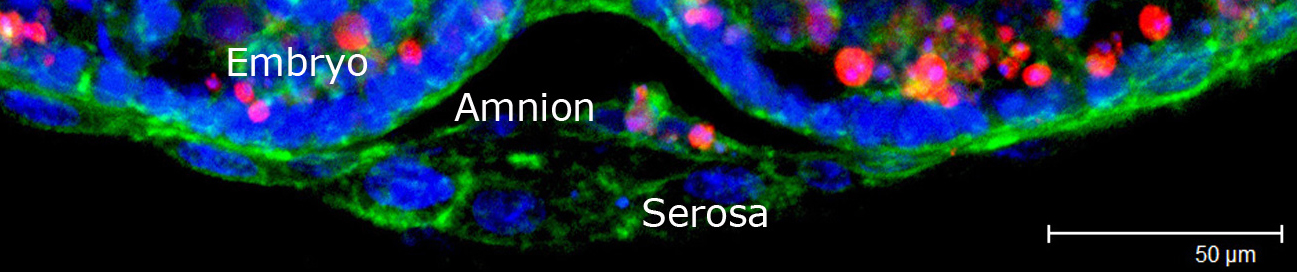 extraembryonic morphogenesis