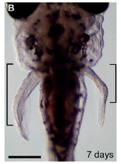 Figure 2 - Repeated apical fold removal caused excessive elongation of the endoskeletal region compared to control (non-removal) fin. Zebrafish larva (7 days post-fertilization) after AF removal was performed three times on the left side pectoral fin bud; right side is control fin. Black brackets indicate the endoskeletal region. Scale bar: 200µm. From Yano et al., [3].