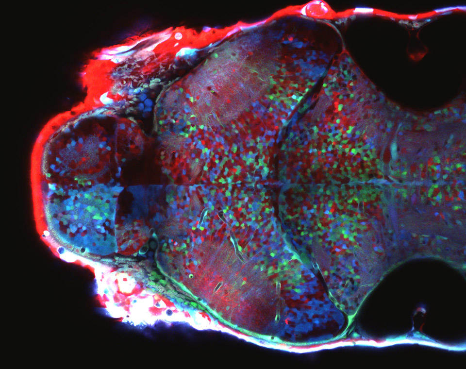 Red Fish Blue Fish Brainbow Fish The Node