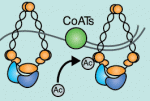 F1cohesin.poster