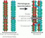 F2aneuploidy.large