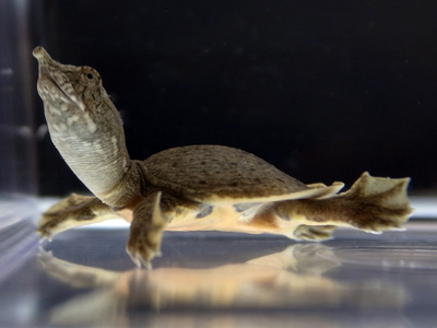 Chinese soft-shelled turtle (Pelodiscus sinensis)