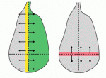 F1.large-1morphogene