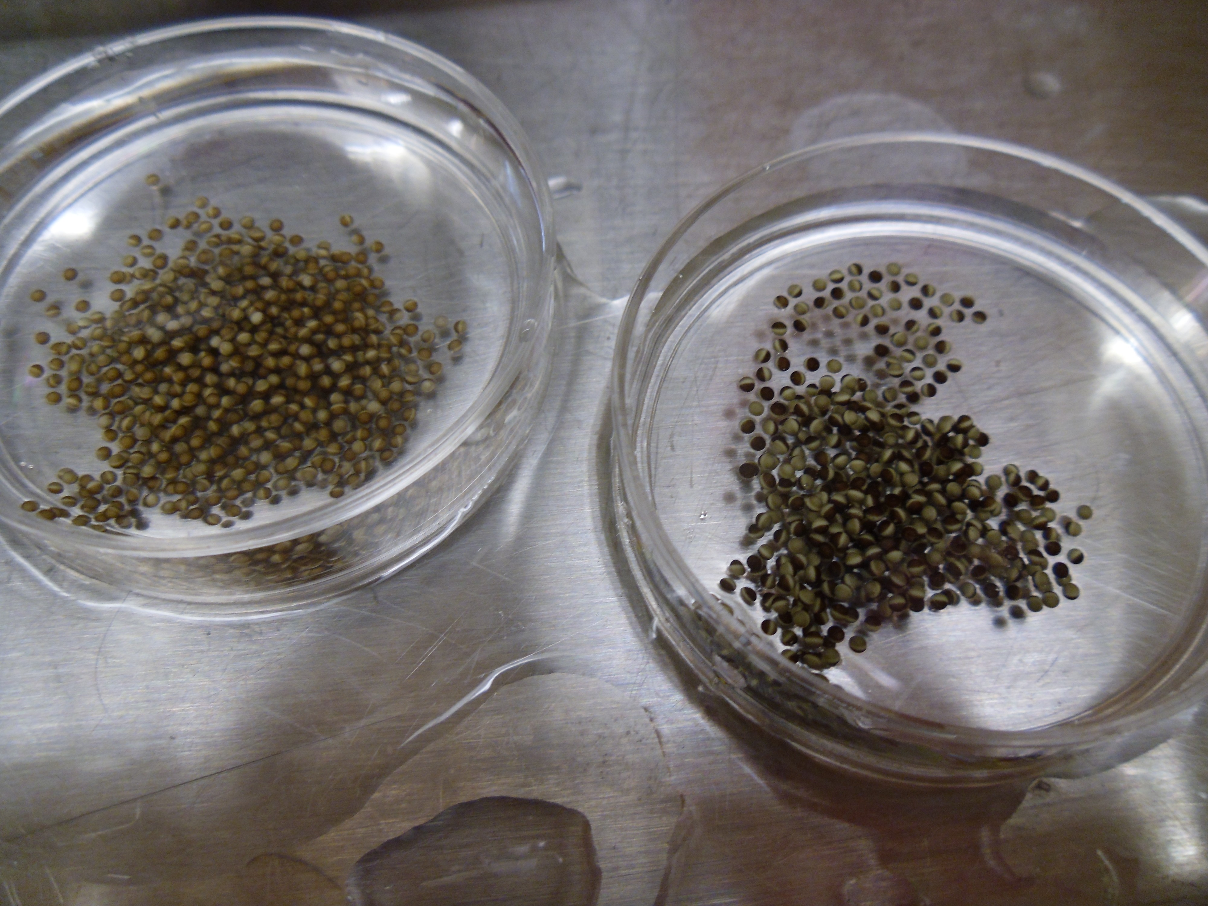 Xenopus Laevis Eggs