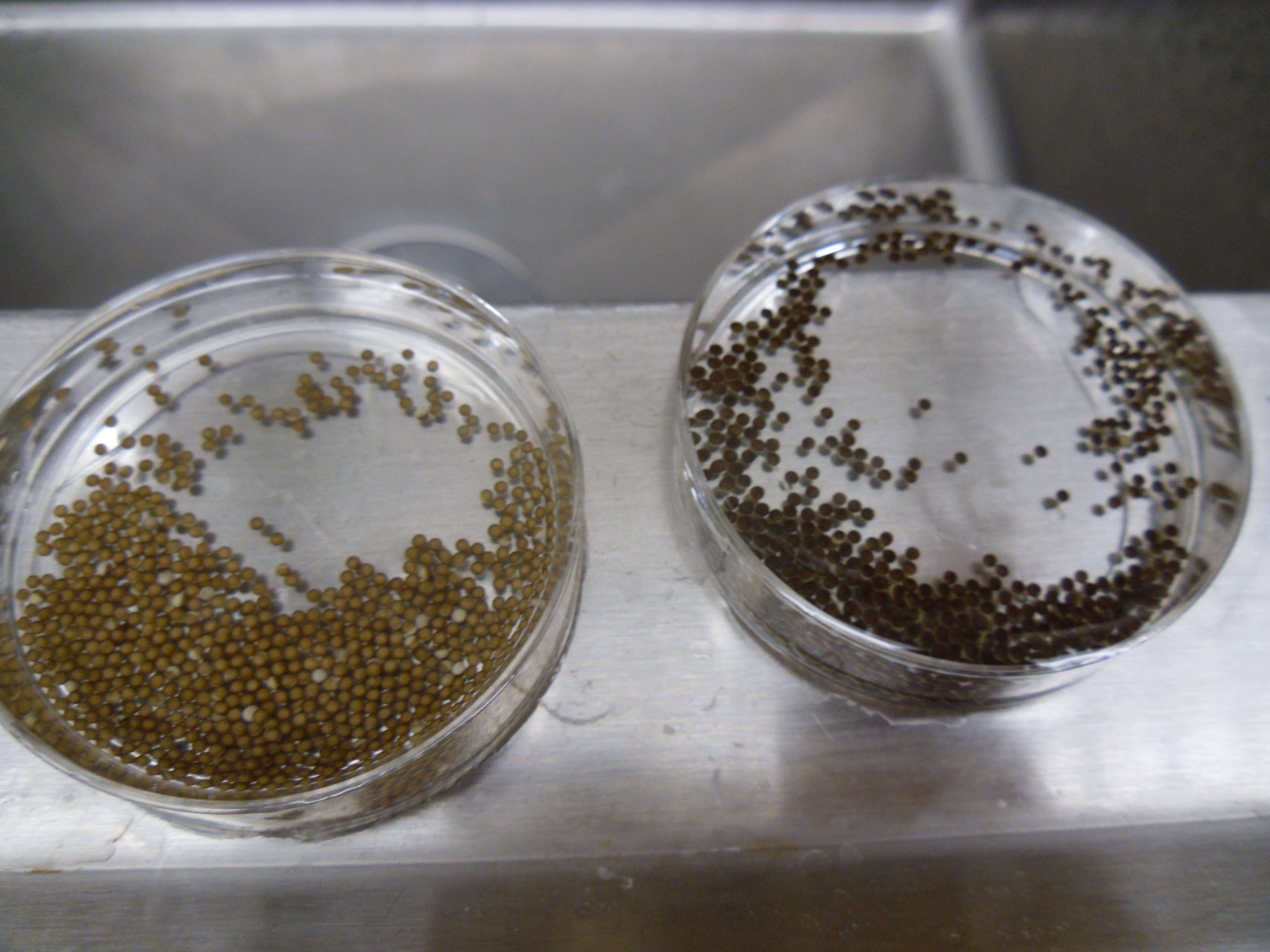 Xenopus Laevis Eggs