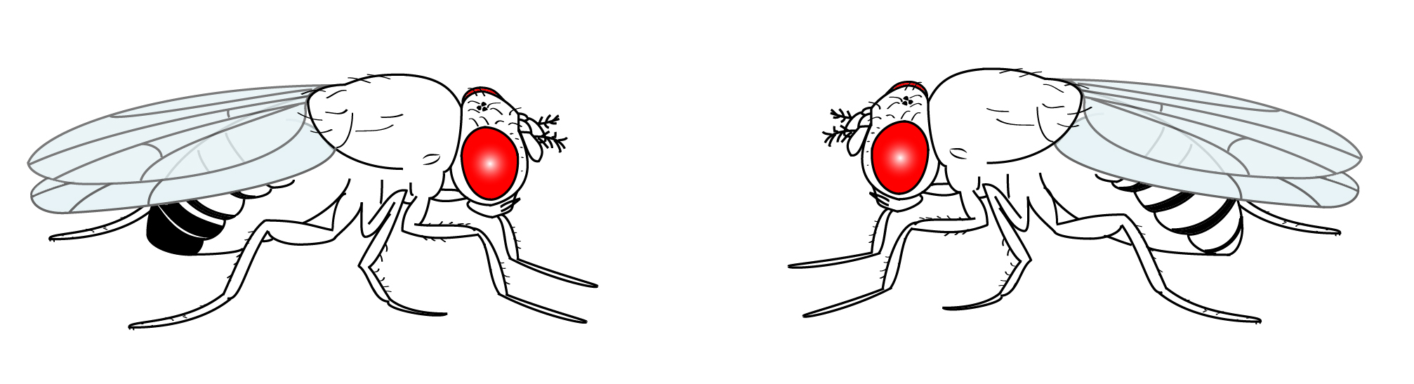 A Day In The Life Of A Drosophila Lab The Node