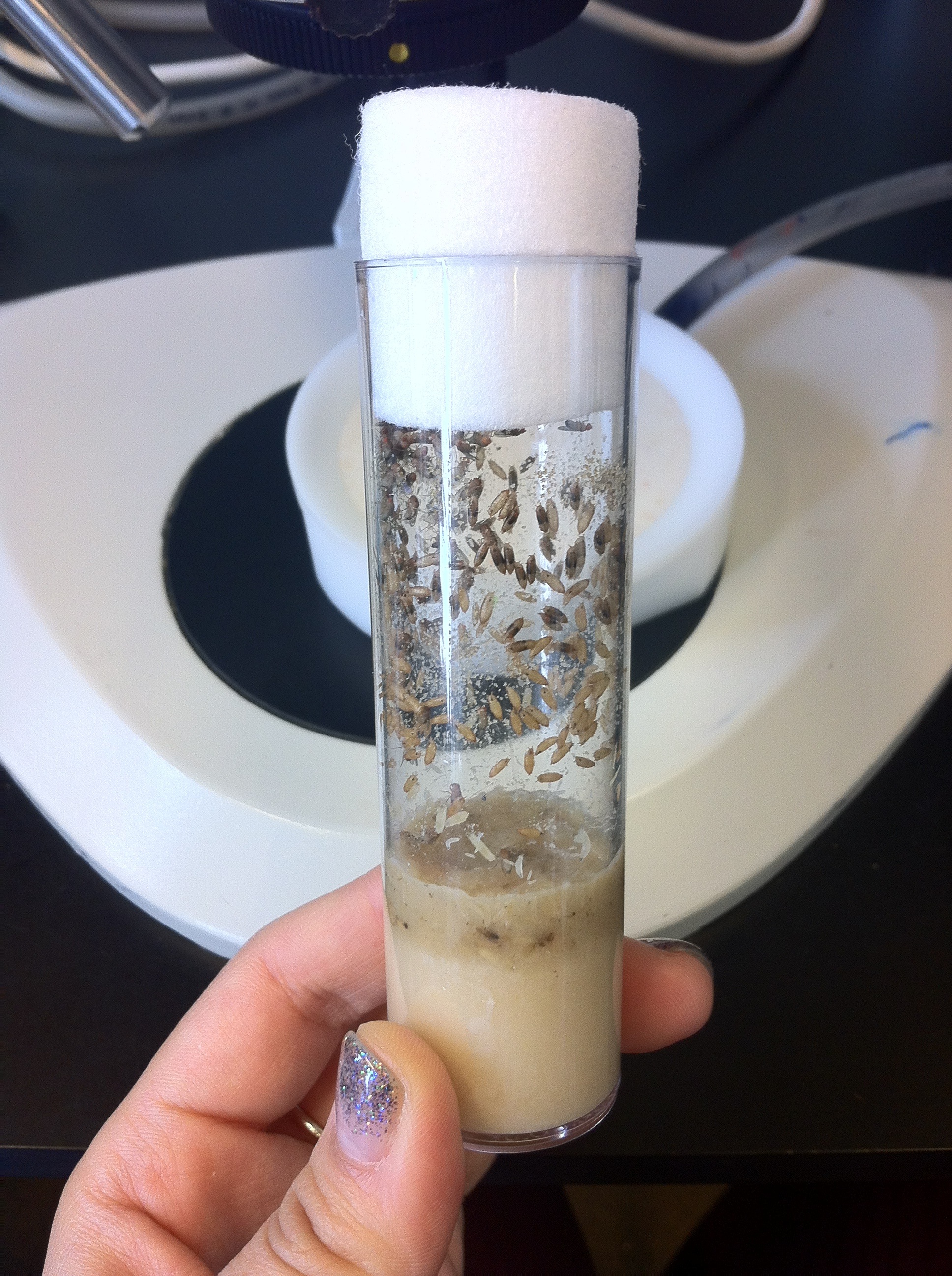 A day in the life of a Drosophila lab the Node