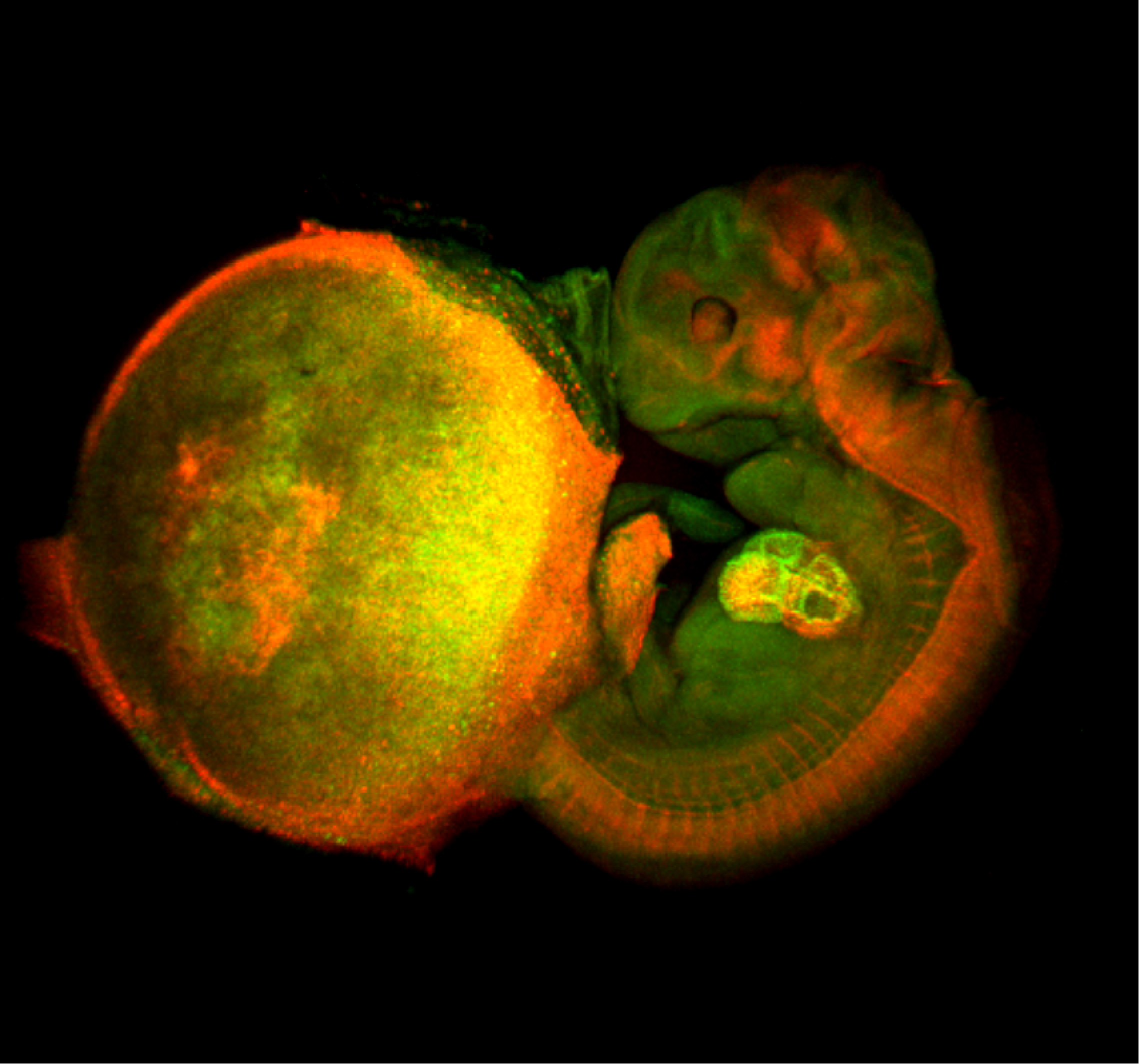 A perspective view of cell-cycle progression in a mouse fetal-placental unit