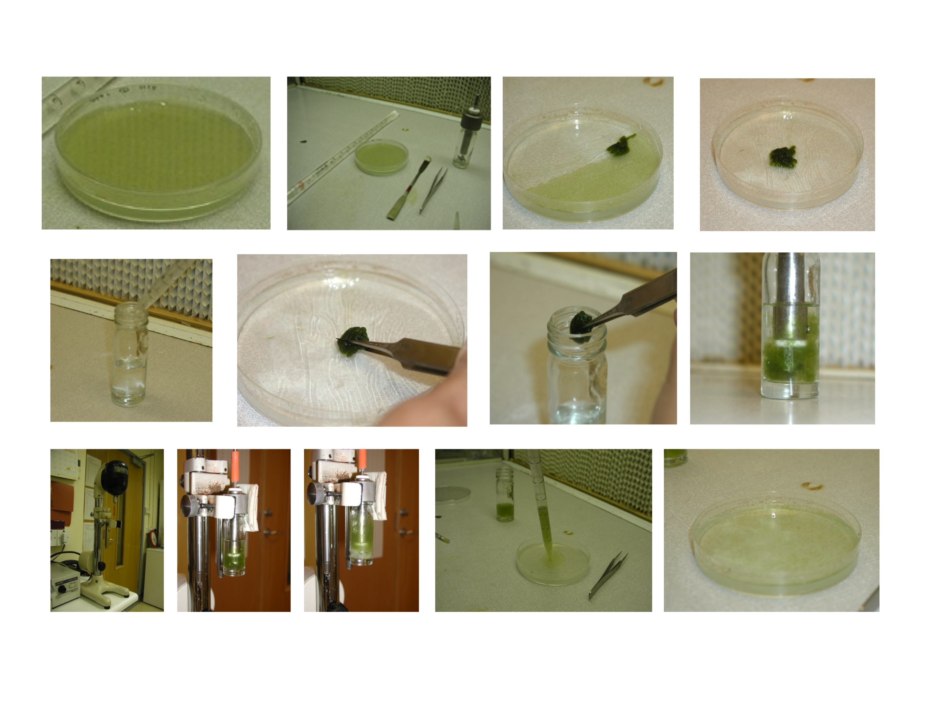 How to homogenise moss by Dr Andrew Cuming University of Leeds