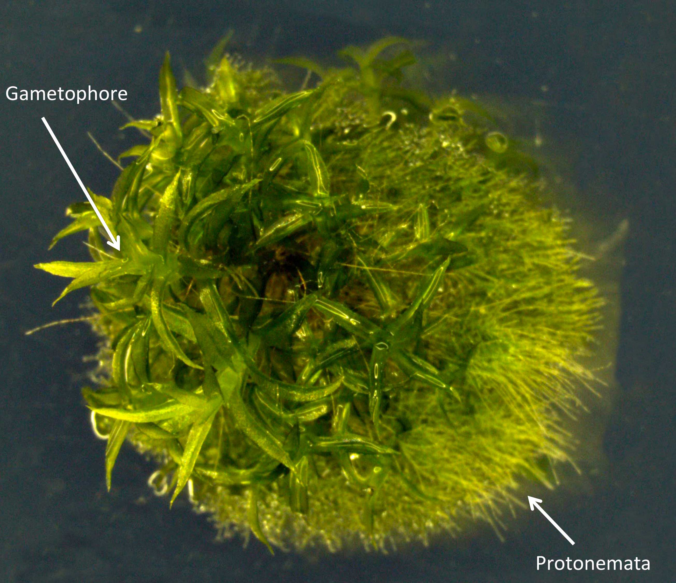 Photo of moss by James Lloyd University of Leeds