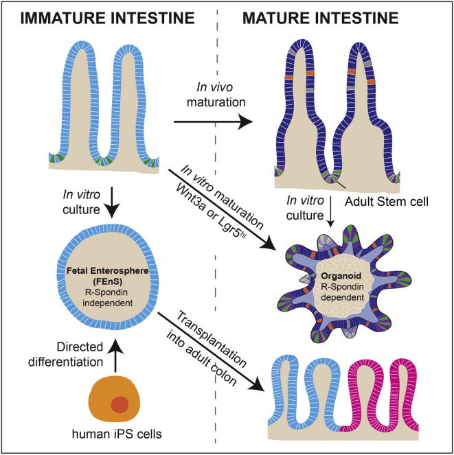 Intestinal stem cells- from a foetal development perspective - the Node