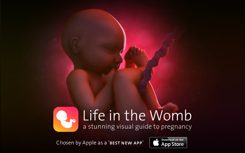 Life in the Womb