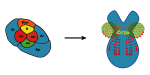 Fate map of the eight cell stage of Parhyale development.