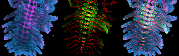 Immunofluorescent stains of Parhyale embryos.Left: Blue = DAPI, Magenta = anti-HRP (nervous system).Center: Red = Engrailed, Green = UltrabithoraxRight: Images combined