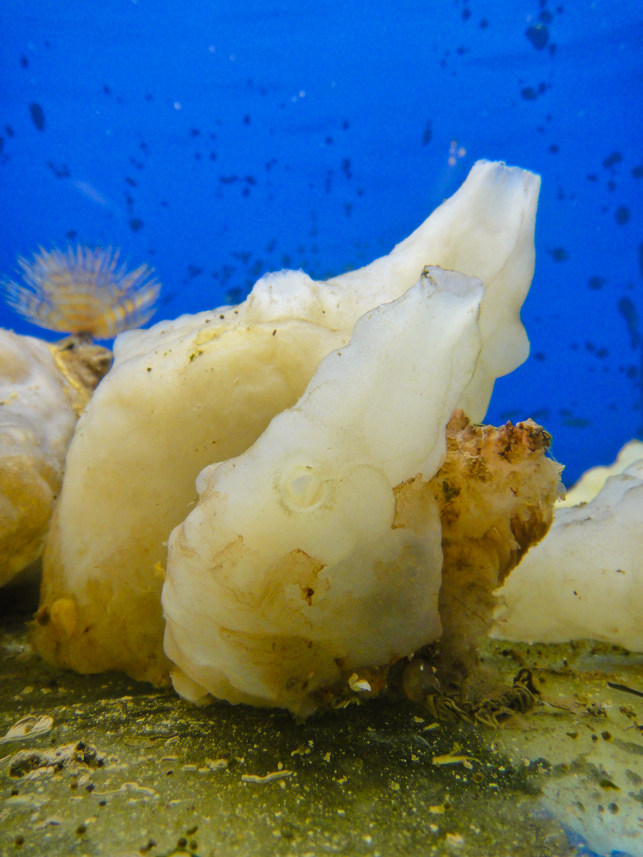 Phallusia mammillata in a jazzy setting; they are a brilliant model organism to study developmental biology. Unfortunately, we no longer have the blue backdrop for our tanks.