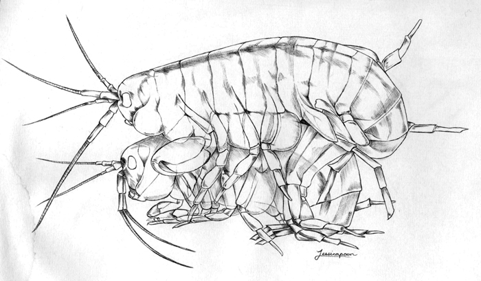 Parhyale Amplexus. Drawing by Jessica Poon.