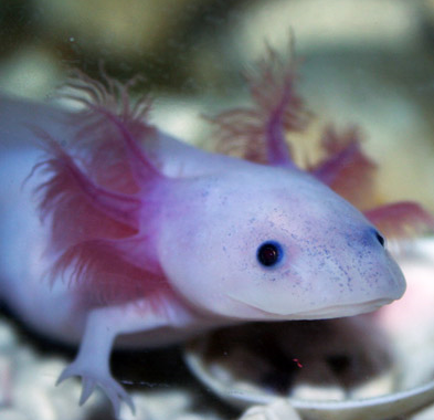 Albinoaxolotl3(2)