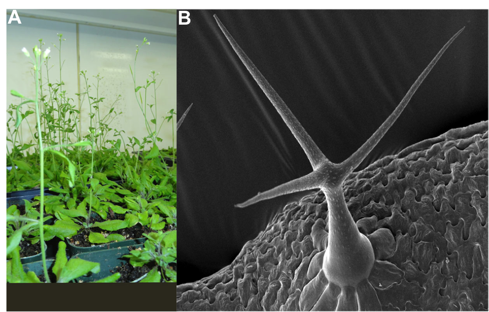 A day in the life of an Arabidopsis lab - the Node