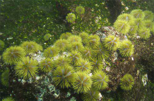 Green urchin