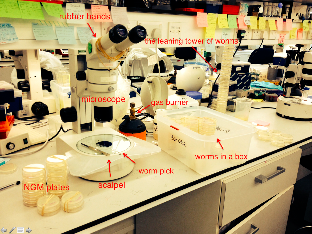 A day in the life of a C. elegans lab - the Node