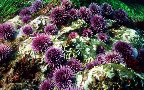 Purple Sea Urchin on Sea Bed