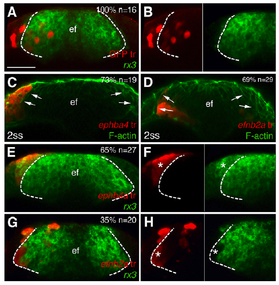 Figure 1. Transplants of cells expressing ephb4a or efnb2a segregate to the telencephalon or the eye field, respectively. Forebrain (frontal view) cell transplants at 1-2 somite stage expressing GFP (A,B) and ephb4a (C,E,F) or efnb2a  (D,G,H). Rx3 expression is shown in the eyefield (A,B,E-H) and F-actin is seen along the eye/telencephalic boundary (C,D). Dashed lines mark the eye field, arrows indicate the eyefield boundary, and asterisks identify transplanted cells. F and H are details from E and G, respectively (Cavodeassi et al., 2013).  