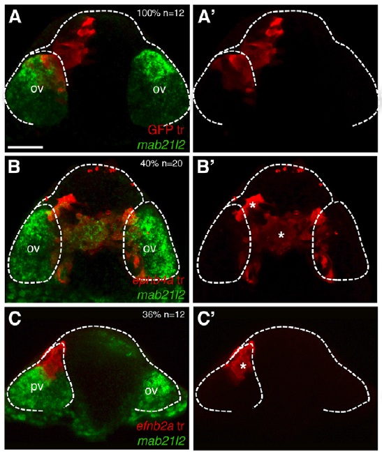 Figure 2. Eye field cells incorrectly expressing ephs localize to the telencephalic area but continue to express eye field marker mab21/2 (B/B’), while telencephalic cells incorrectly expressing ephrins localize to the eye field but fail to express eye field markers (C/C’). A/A’ are control experiments showing distribution of transplants in both the eye field and the telencephalic area. The dashed white line delineates the eye field. (Cavodeassi et al, 2013).