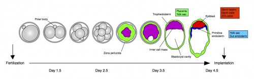 Cartoon and timeline for the main stages of mouse preimplantation development, from the zygote (left) to the blastocyst (right). Cell lineages and their contributions later in development (boxes) are color coded: trophectoderm (green), primitive endoderm (blue), epiblast (red). Inner cell mass (purple). Implantation takes place approximately at day 4.5 of development.