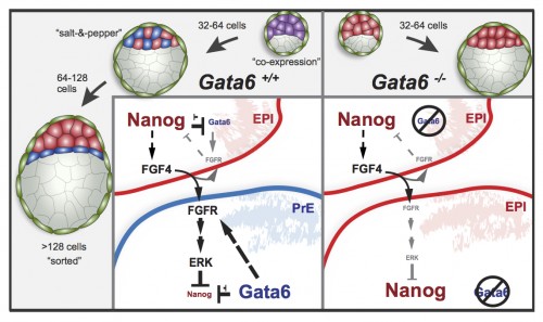 Proposed interaction between GATA6, NANOG and the FGF signaling pathway. Dashed lines represent hypothesized regulation, grey lines represent weak effects due to low protein concentrations. From Schrode N, Saiz N, Di Talia S, Hadjantonakis A-K (2014) GATA6 Levels Modulate Primitive Endoderm Cell Fate Choice and Timing in the Mouse Blastocyst. Dev Cell 29: 454–467