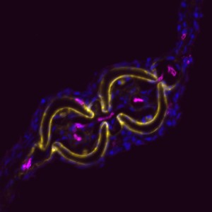 fin section antibody staining