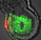 Embryo electroporation2