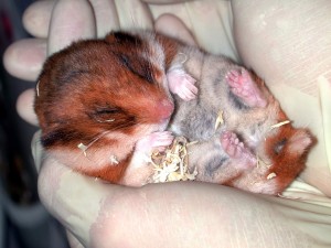 Hybernating hamster, picture courtesy of T. Bullmann.