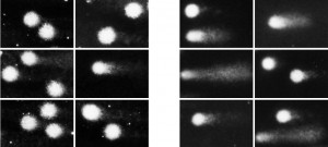 Quiescent Hematopoietic Stem Cells Accumulate DNA Damage during