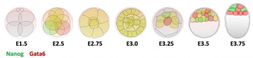 early embryogenesis