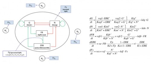 mathematical modeling bessonnard