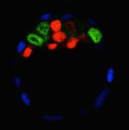 bessonnard embryo