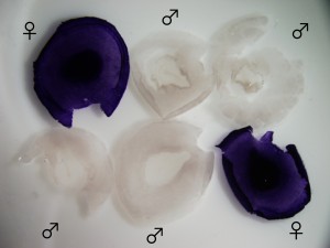 Figure 2. HINTW in situ hybridization labels female chicken embryos exclusively.