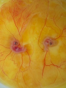 Figure 1. Parabiosed twins created by the MC method and cultured with whole-embryo transplantation. Left is quail, right is chicken.